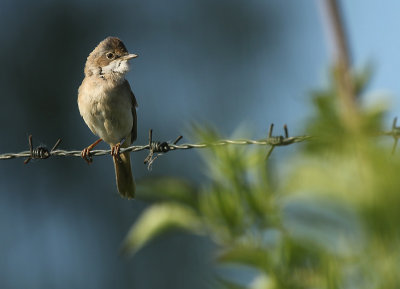 Whitethroat - Sylvia communis