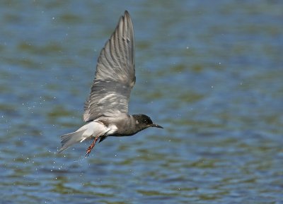 Black tern - Chlidonias nigra