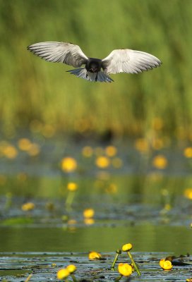 Black tern - Chlidonias nigra