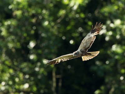 Marsh harrier - Circus aeruginosus