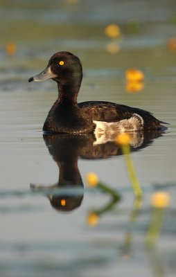 Tufted duck  - Aythya fuligula