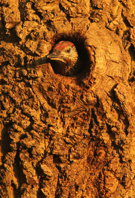 Green woodpecker - Picus viridis