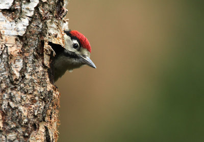 Great spotted woodpecker - Dendrocopus major