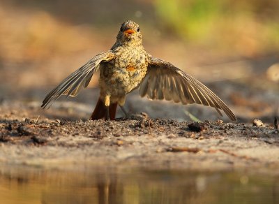 Redstart - Phoenicurus phoenicurus