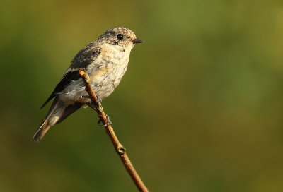 Pied flycatcher - Ficedula hypoleuca