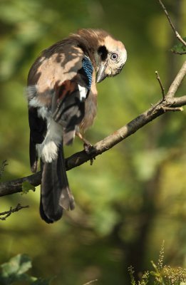 Jay - Garrulus glandarius