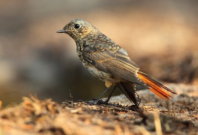 Redstart - Phoenicurus phoenicurus