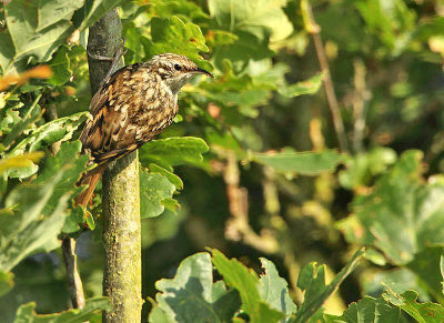 Treecreeper - Certhia brachydactila