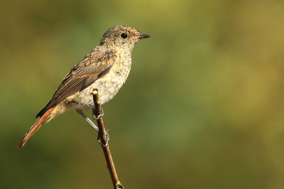 Redstart - Phoenicurus phoenicurus