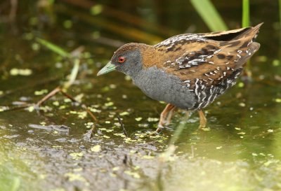 Baillon's Crake - Porzana pusilla, Zevenhoven (The Netherlands)