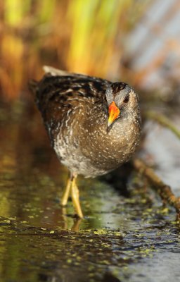 Spotted crake - Porzana porzana