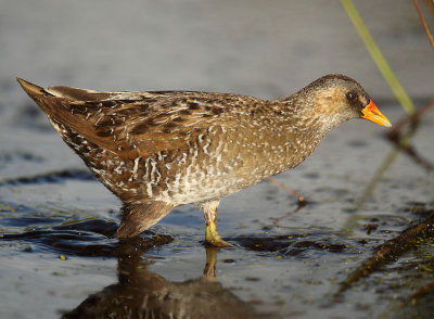 Spotted crake - Porzana porzana