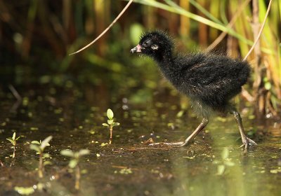 Spotted crake juvenile - Porzana porzana