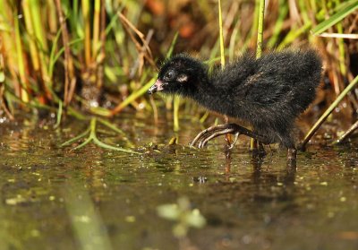 Spotted crake juvenile - Porzana porzana