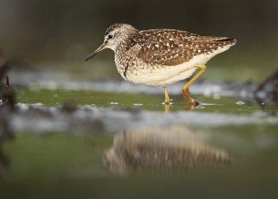 Wood sandpiper - Tringa glareola