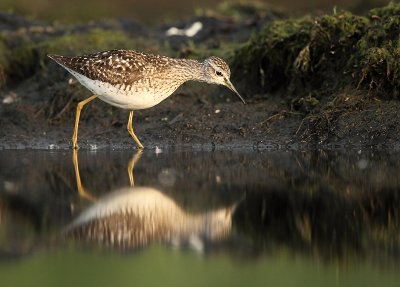 Wood sandpiper - Tringa glareola