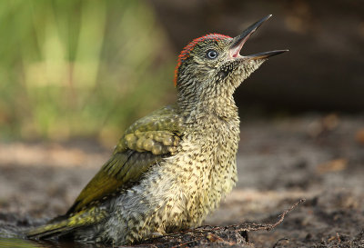 Green Woodpecker