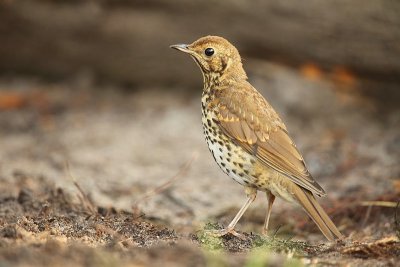 Song thrush - Turdus philomelos