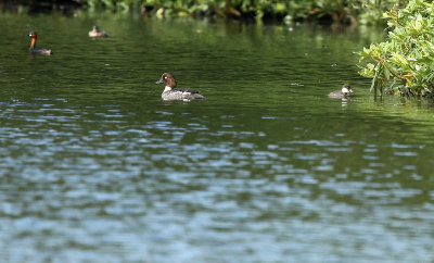 Goldeneye - Bucephala clangula, Putse Moer Kalmthoutse Heide, 22/07/2009