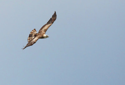 Short-toed eagle - Circaeetus gallicus, GSV Brecht