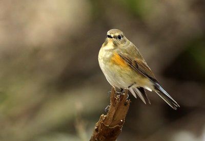 Red-flanked bluetail - Tarsiger cyanurus, Zeebrugge 16/10/2009