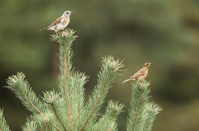 Fieldfare and Redwing - Turdus pilarus and iliacus