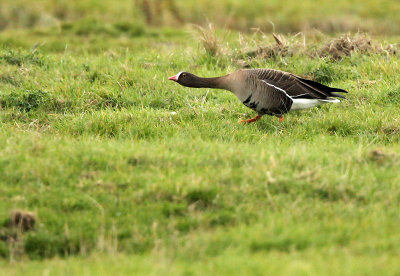 Lesser white-fronted goose - Anser erythropus, Strijen (NL)