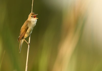 Marsh Warbler - Acrocephalus palustris
