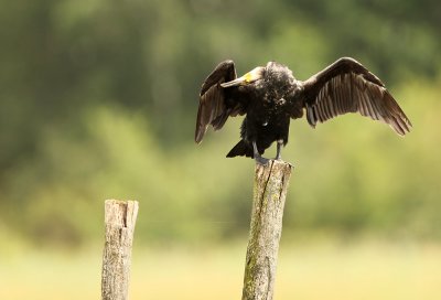Cormorant - Aalscholver
