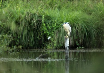 Night Heron - Kwak