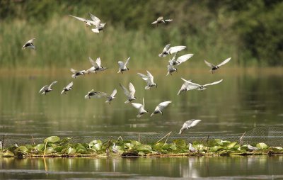 Whiskered Tern