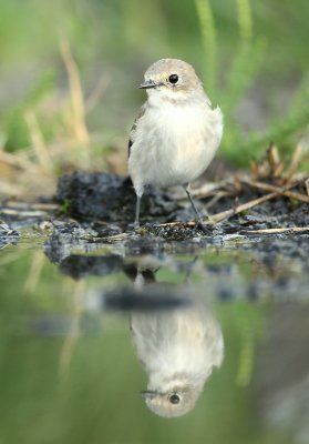 Pied Flycatcher - Bonte Vliegenvanger