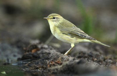 Willow Warbler - Fitis