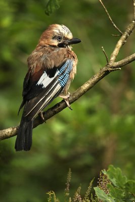 Jay - Gaai