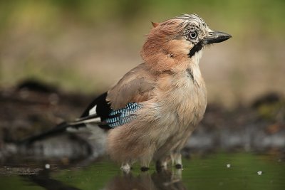 Jay - Gaai