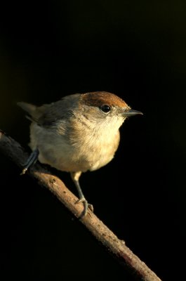 Blackcap - Zwartkop