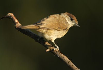 Blackcap - Zwartkop