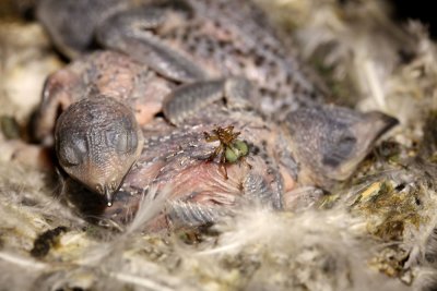 jonge Gierzwaluwen met Gierzwaluwluisvlieg (Crataerhina pallida)