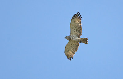 Short-toed Eagle - Slangenarend, Brecht GSV, 24/07/2010