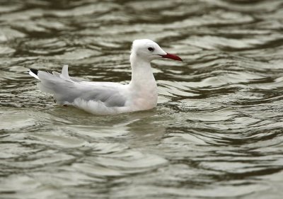 Slender-billed gull - Dunbekmeeuw