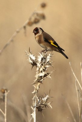 Goldfinch - Putter
