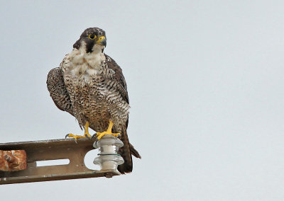 Peregrine falcon - Slechtvalk