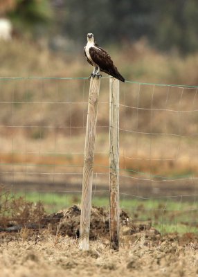 Osprey - Visarend