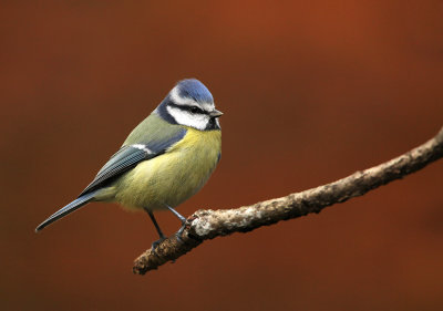Blue Tit - Pimpelmees