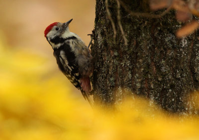 Middle Spotted Woodpecker