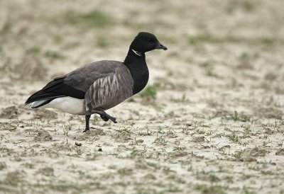 Rotgans - Brant Goose