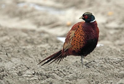 Fazant - Pheasant