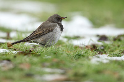 Black-throated thrush - Turdus atrogularis