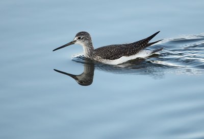 Greater Yellowlegs - Grote Geelpootruiter, Colijnsplaat (NL)