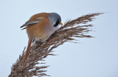 Bearded Reedling - Baardmannetje